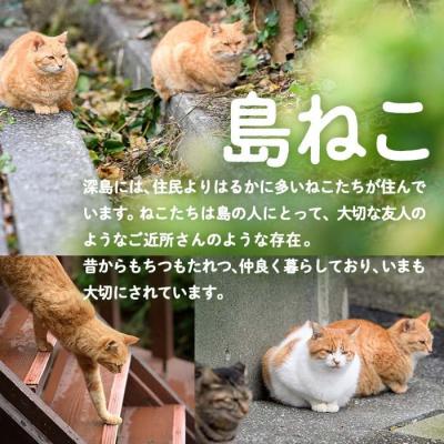 ふるさと納税 佐伯市 深島の猫へ寄付と深島猫グッズ (Aプラン・計4種) |  | 02