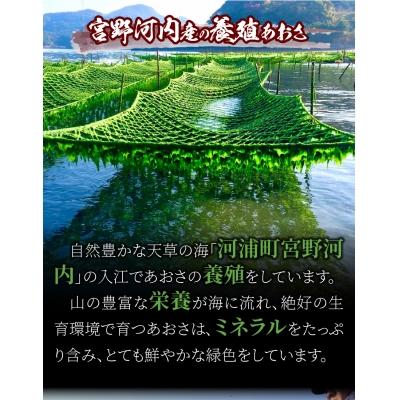 ふるさと納税 天草市 【先行受付】天草特産乾燥あおさ25g 6個セット_