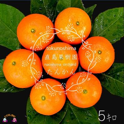 ふるさと納税 徳之島町 [今が旬]徳之島直島果樹園さんのてぃだ(太陽)100%たんかん(5kg)