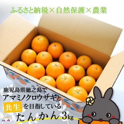 ふるさと納税 徳之島町 [まもなく旬!]〜アマミノクロウサギと共生を目指す農家さんの徳之島産たんかん3kg