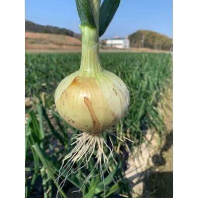 ふるさと納税 南あわじ市 新玉ねぎ シャーロットオニオン 4kg ◆配送3月〜6月の画像