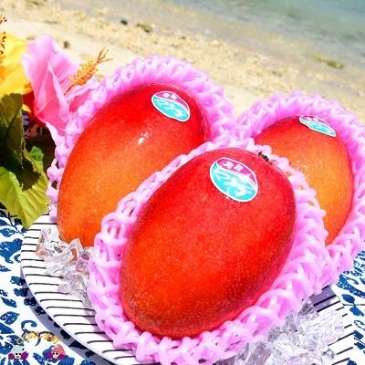 ふるさと納税 徳之島町 [先行予約!]センチュリー果樹園の勝さんが大切に育てた完熟マンゴー(1kg)