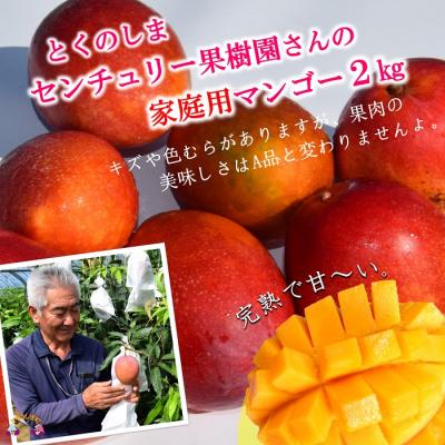 ふるさと納税 徳之島町 [先行予約][家庭用]徳之島センチュリー果樹園さんの完熟マンゴー約2kg