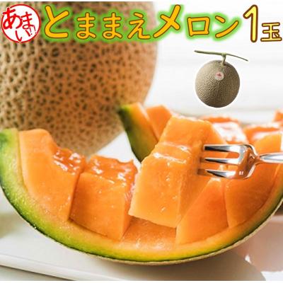 ふるさと納税 苫前町 [令和8年産先行受付]とままえメロン 1玉(北海道産 赤肉 1玉入り 糖度14度 甘い フルーツ)
