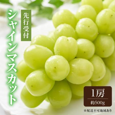 ふるさと納税 瀬戸内市 [2026年先行受付]シャイン マスカット 1房 約500g 岡山県産 