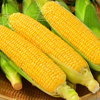 ふるさと納税 苫前町 [令和8年産先行受付]北海道とままえ産スイートコーン 7本(北海道産 とうもろこし とうきび 冷蔵)