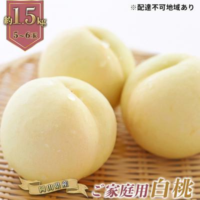 ふるさと納税 瀬戸内市 ご家庭用 白桃(晩生種)5〜6玉 合計約1.5kg 岡山県産 