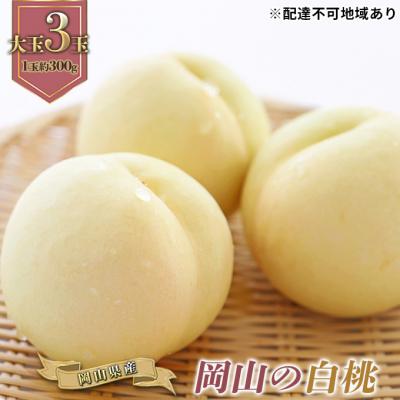 ふるさと納税 瀬戸内市 岡山の 白桃 大玉3玉(晩生種)(1玉約300g) 岡山県産 