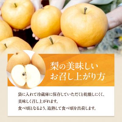 ふるさと納税 瀬戸内市 備前横綱梨(あたご梨) 2玉 (1玉1〜1.4kg)贈答箱 岡山県産 [No.5735-0953]の画像