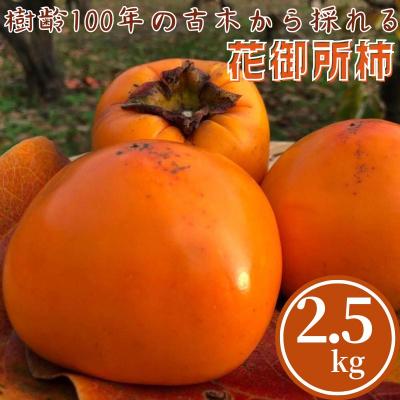 ふるさと納税 八頭町 樹齢100年の古木から採れる花御所柿(2.5kg)