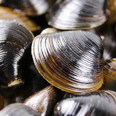 ふるさと納税 天塩町 天塩町名産冷凍しじみ[特大サイズ](700g)2パック入り