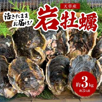 ふるさと納税 天草市 [指定日必須]岩牡蠣 約3kg 約3人前[先行受付]