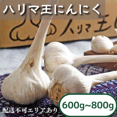 ふるさと納税 加西市 にんにく ハリマ王 600〜800g 2026年度産 兵庫県産 野菜 [No5698-0061]