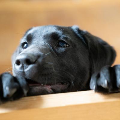 ふるさと納税 宍粟市 宍粟鹿肉100% 無添加ドッグフード(一般食)O12