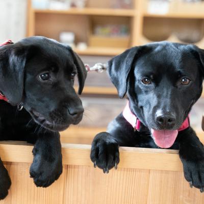 ふるさと納税 宍粟市 宍粟鹿肉100% 無添加ドッグフード(一般食&amp;野菜ふりかけセット)
