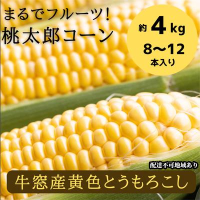 ふるさと納税 瀬戸内市 最高糖度25度超え 牛窓産 黄色 とうもろこし 約4kg(8〜12本入)