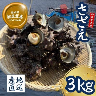 ふるさと納税 知夫村 [知夫里島獲れ天然活さざえ3kgセット]隠岐諸島の新鮮なさざえをお届けします!