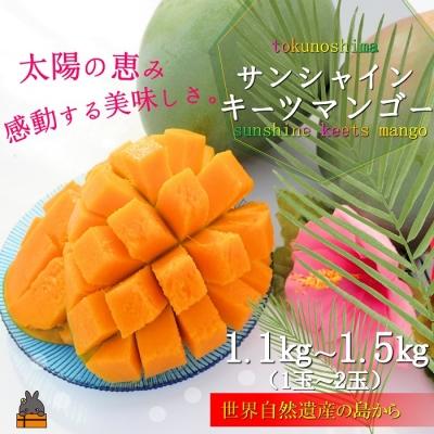 ふるさと納税 徳之島町 [まもなく旬!]徳之島サンシャインキーツマンゴー(1玉〜2玉)