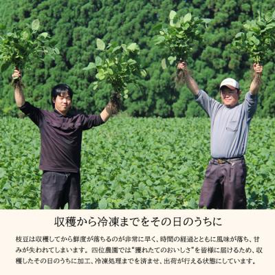 ふるさと納税 高原町 宮崎県産えだまめ3kg(500g×6袋)　TF296 |  | 01