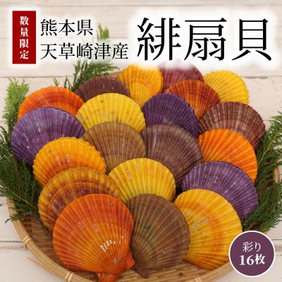ふるさと納税 天草市 [指定日必須]熊本県天草崎津産 緋扇貝(ひおうぎがい)彩り 16枚