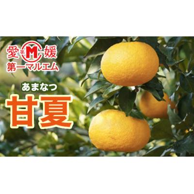ふるさと納税 愛南町 [先行予約]第一マルエムの甘夏10kg