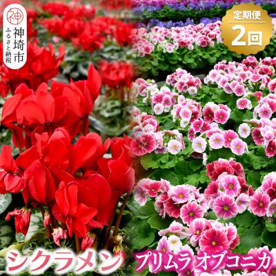 ふるさと納税 神埼市 [先行受付 11月20日より発送 数量限定]鉢花 定期便 2回(11月・1月) (H069116)