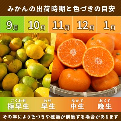 ふるさと納税 愛南町 【先行予約】訳あり 愛媛みかん 5kg 発送時期 2026年11月以降 清家ばんかんビレッジ |  | 01