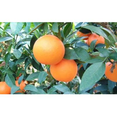 ふるさと納税 愛南町 数量限定 先行受付 紅まどんな 5kg みかん 国産 JA 愛南町 愛媛県 |  | 01