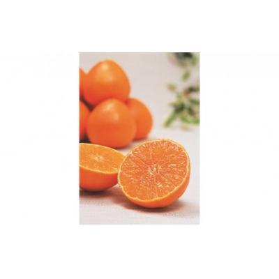 ふるさと納税 愛南町 数量限定 先行受付 紅まどんな 5kg みかん 国産 JA 愛南町 愛媛県 |  | 02