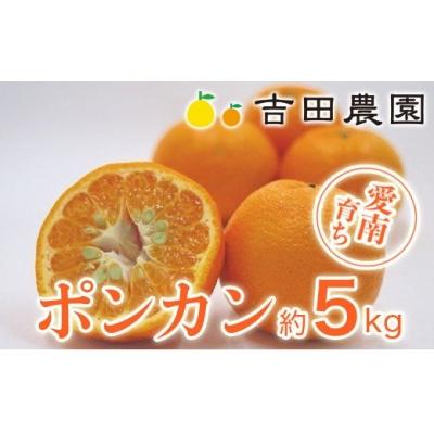 ふるさと納税 愛南町 数量限定 先行受付 ポンカン 5kg みかん 国産 吉田農園 愛南町 愛媛県