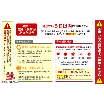 ふるさと納税 愛南町 【先行予約】【高評価★5】 数量限定  土佐文旦 4kg 吉田農園 愛南町 愛媛県 |  | 02