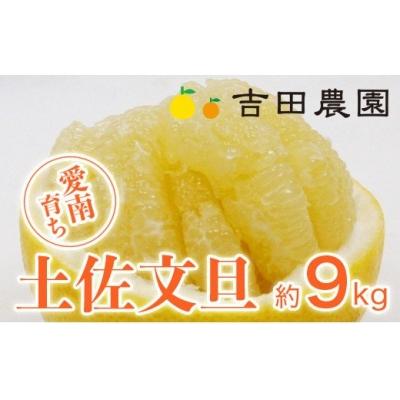 ふるさと納税 愛南町 数量限定 先行受付 土佐文旦 約9kg 吉田農園 愛南町 愛媛県