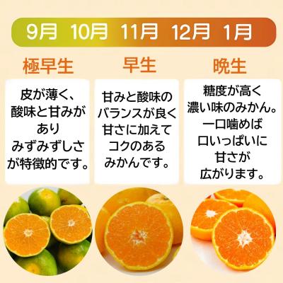 ふるさと納税 愛南町 【随時発送中】 訳あり 愛媛みかん 選べる内容量 5kg  みかん職人武田屋 【高評価★4.4】 |  | 01