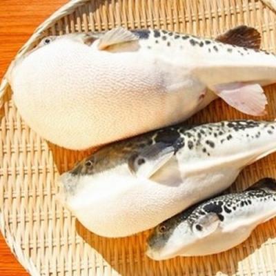 ふるさと納税 南あわじ市 【若男水産】淡路島3年とらふぐ活てっさ(4〜5人前)_2