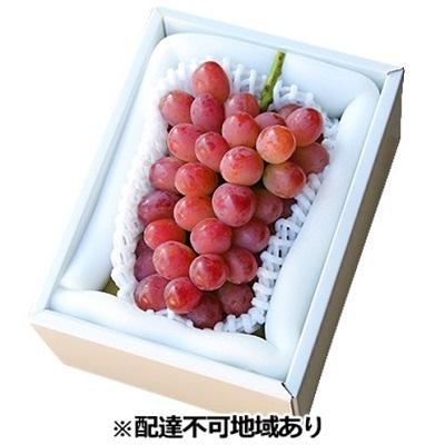 ふるさと納税 赤磐市 ぶどう 早期受付 紫苑 (しえん)1房(500g以上) ブドウ 葡萄 [NO5765-0547]