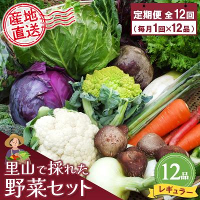 ふるさと納税 神埼市 年間定期便12回 里山で採れた野菜セットレギュラー 12品 (H078139)