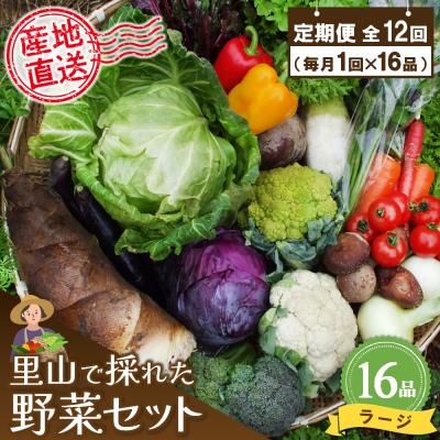 ふるさと納税 神埼市 年間定期便12回 里山で採れた野菜セットラージ 16品 (H078110)