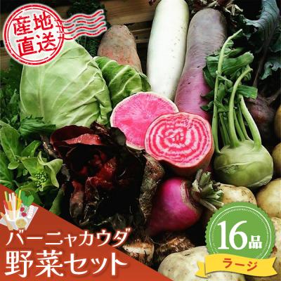 ふるさと納税 神埼市 バーニャカウダ野菜セットラージ 16品 (H078121)