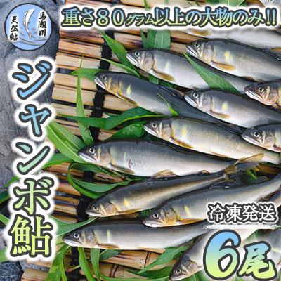 ふるさと納税 下呂市 先行受付[ジャンボ鮎]清流が育む天然の馬瀬川鮎 6尾(重さ80g以) 冷凍[26-1]