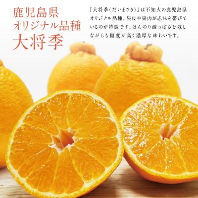 ふるさと納税 南さつま市 【11月末〜12月発送】ブランド不知火「大将季」 約3kg入り化粧箱 (8玉〜12玉) ★数量限定★ |  | 01