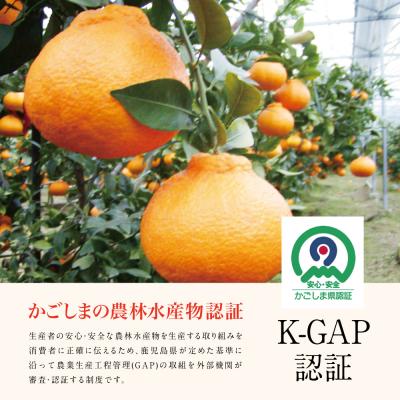 ふるさと納税 南さつま市 【11月末〜12月発送】ブランド不知火「大将季」 約3kg入り化粧箱 (8玉〜12玉) ★数量限定★ |  | 02
