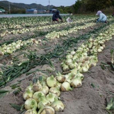 ふるさと納税 南あわじ市 【新玉先行受付・サイズ色々】淡路島フルーツ玉ねぎ7kg ◆配送3月中旬〜5月下旬の画像