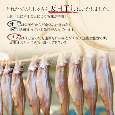 ふるさと納税 釧路市 【オスメス食べ比べ】北海道産・ししゃもセット ふるさと納税 ししゃも F4F-3597_1