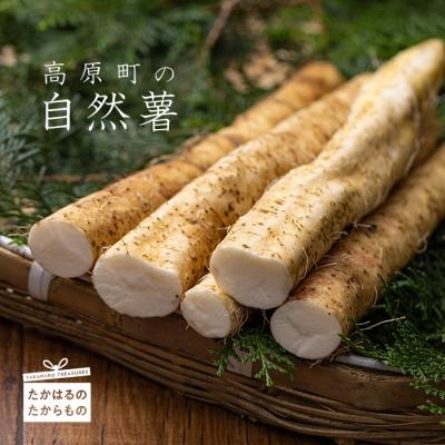 ふるさと納税 高原町 こだわり農法で育む高原町産 自然薯(1kg) yr-503