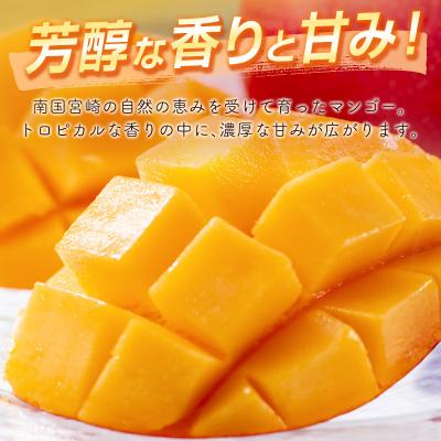 ふるさと納税 西都市 宮崎県完熟マンゴー2玉計約700g(2L×2個)西都市特産品【先行受付】[1904] |  | 03