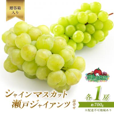 ふるさと納税 赤磐市 シャインマスカット 1房 瀬戸ジャイアンツ 1房 各約700g 贈答箱[NO5765-0695]