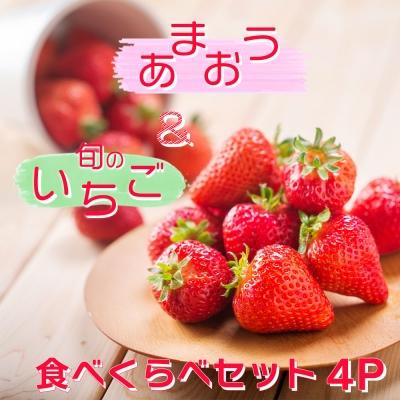 ふるさと納税 小郡市 白木のいちご 「あまおう2P」と「旬のいちご2P」食べ比べセット[No5354-0587]