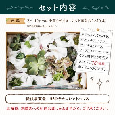 ふるさと納税 室戸市 【初心者におすすめ】多肉植物の小苗10本セット(10種類アソート) |  | 01