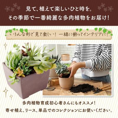 ふるさと納税 室戸市 【初心者におすすめ】多肉植物の小苗10本セット(10種類アソート) |  | 02