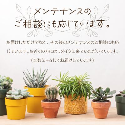 ふるさと納税 室戸市 【初心者におすすめ】多肉植物の小苗10本セット(10種類アソート) |  | 03